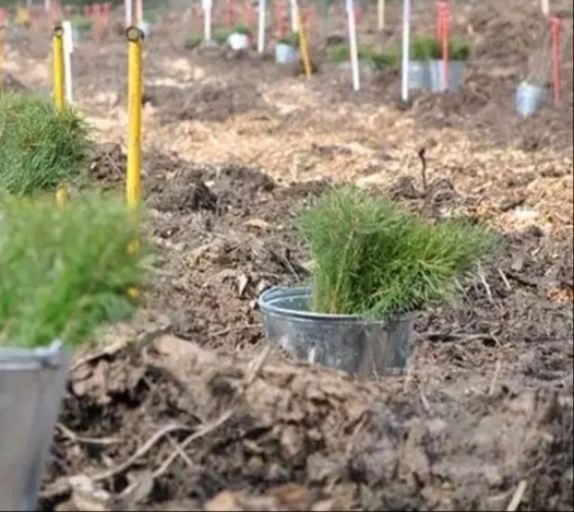 В ДНР до конца года высадят 405 тысяч сеянцев сосны и акации 🌲