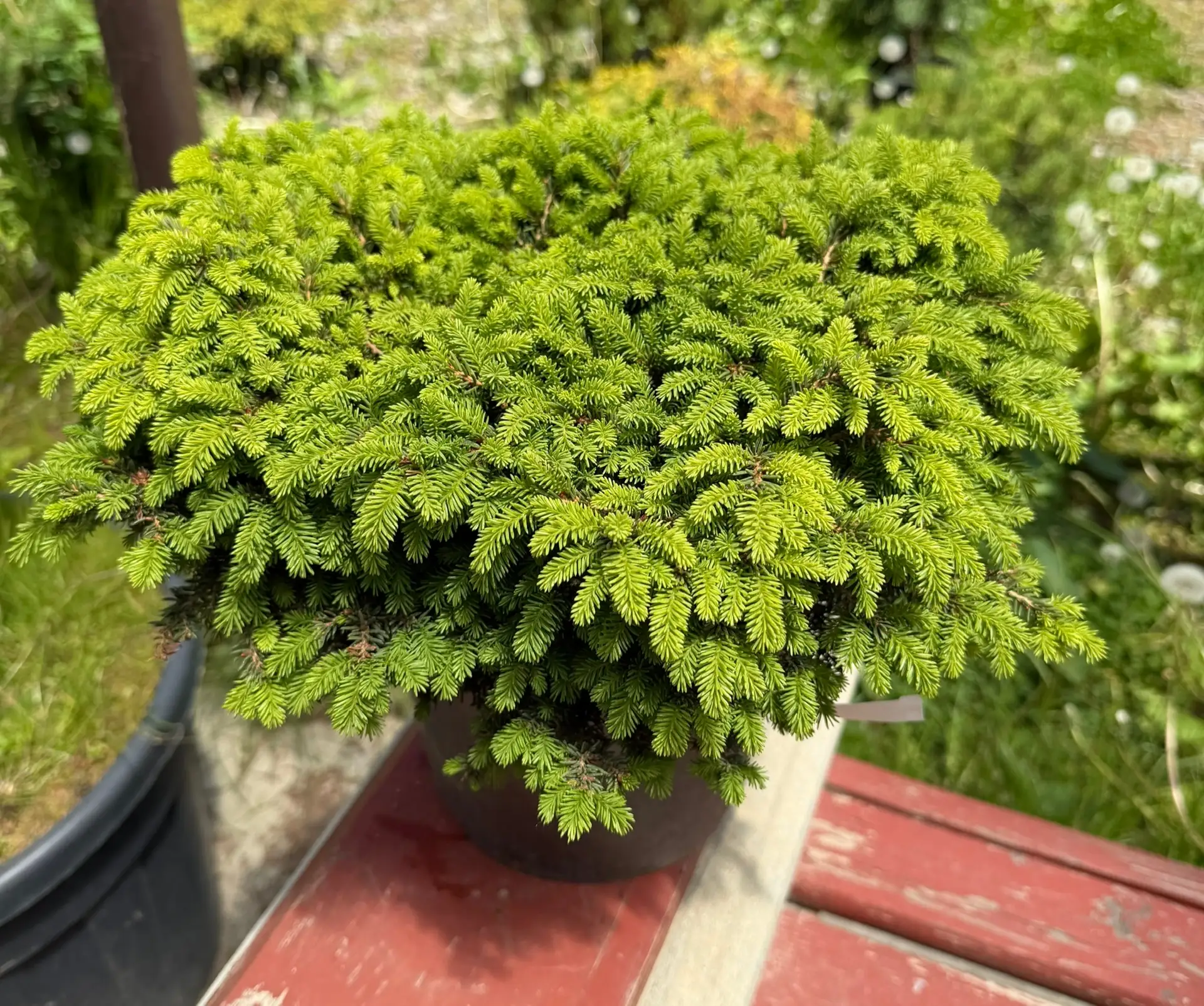 Ель «Литл Джем»💚