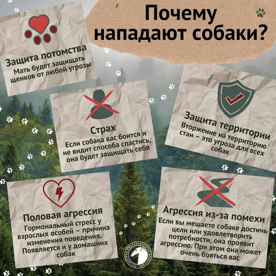 Чтобы встреча с безнадзорной собакой на улицах города не обернулась трагедией, запомнит...