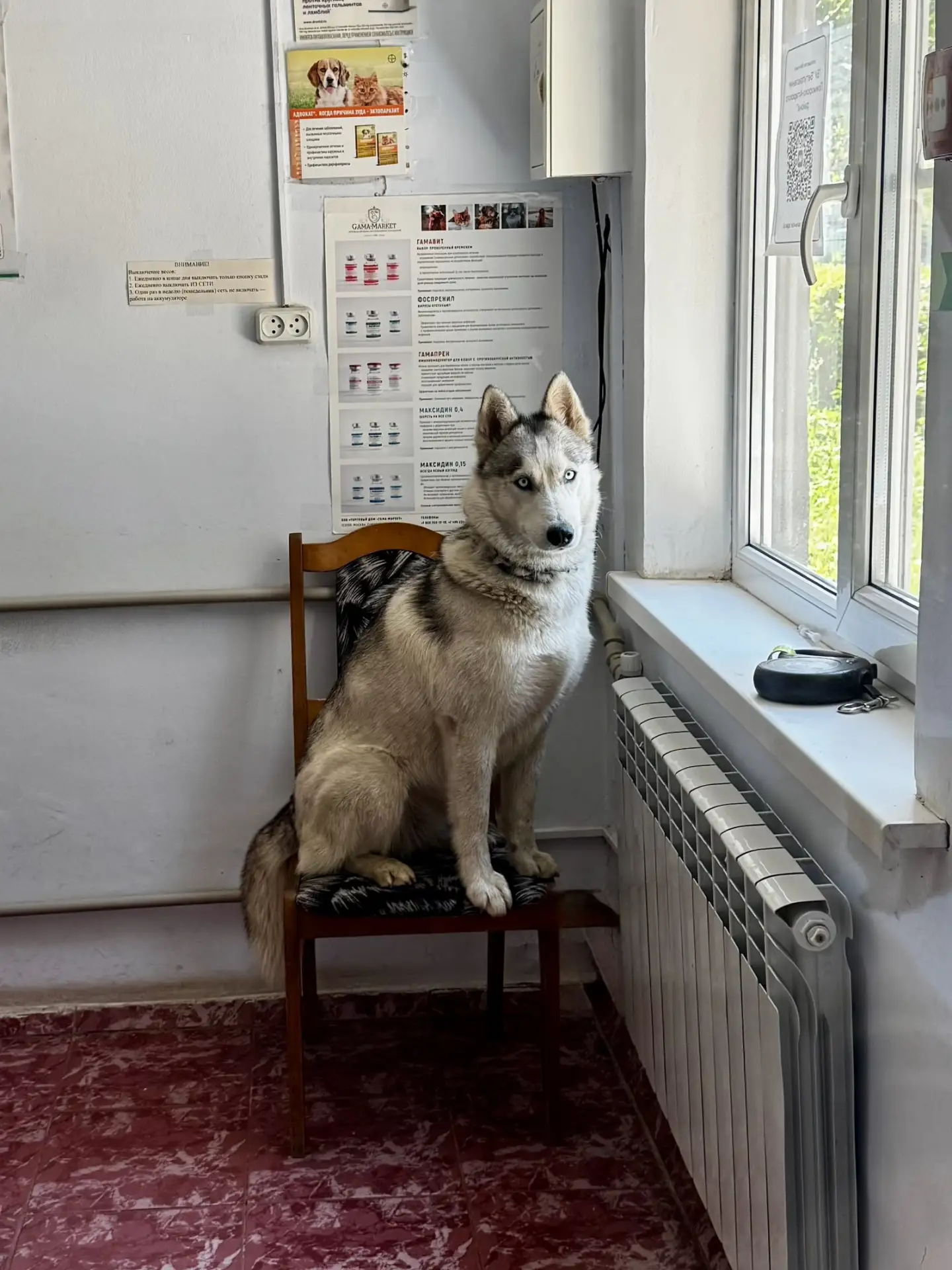 НАШИ ПАЦИЕНТЫ ♡ʕ•ᴥ•ʔ♡