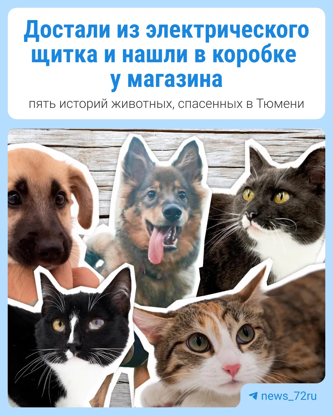 Тысячи животных, которые по вине людей остались на улице, так и не могут найти себе хоз...