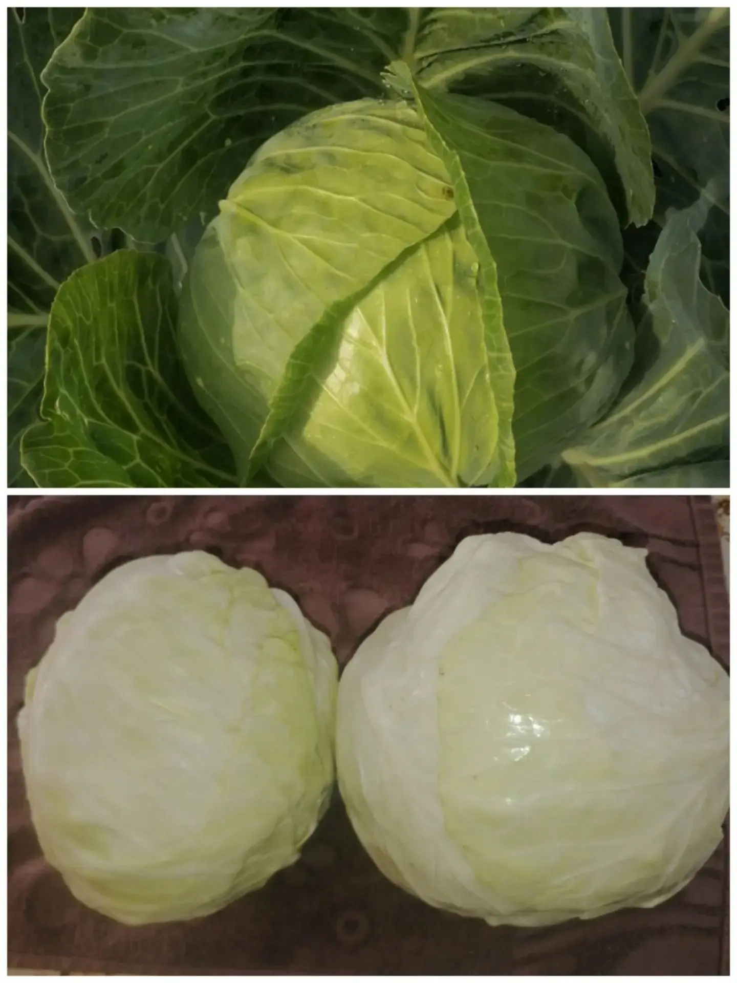 Продам белокочанную капусту для засолки. Цена 100 руб./кг. Самовывоз Остров, район Мега...
