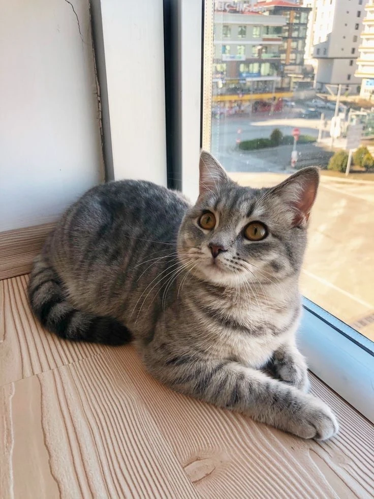 #КотикПодписчика 🥰