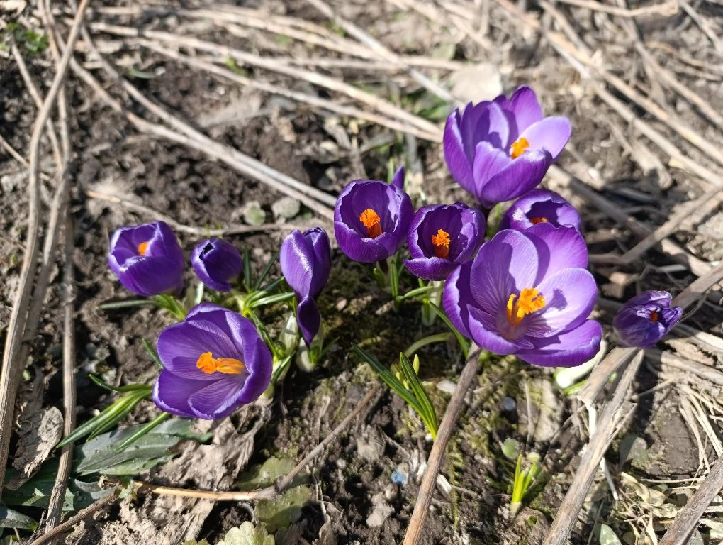 Первые цветы 🌷