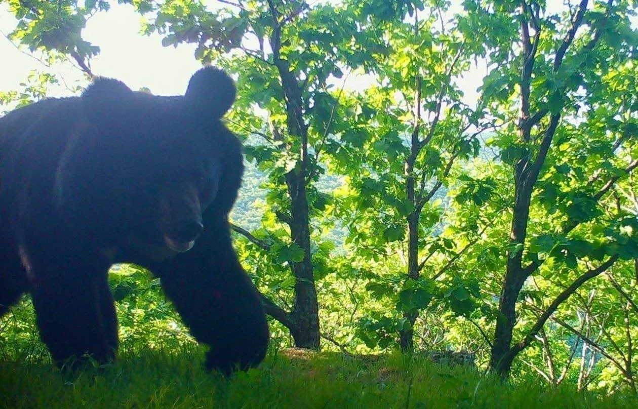 🐻 «А что это такое?»: гималайский медведь заметил фотоловушку в тайге