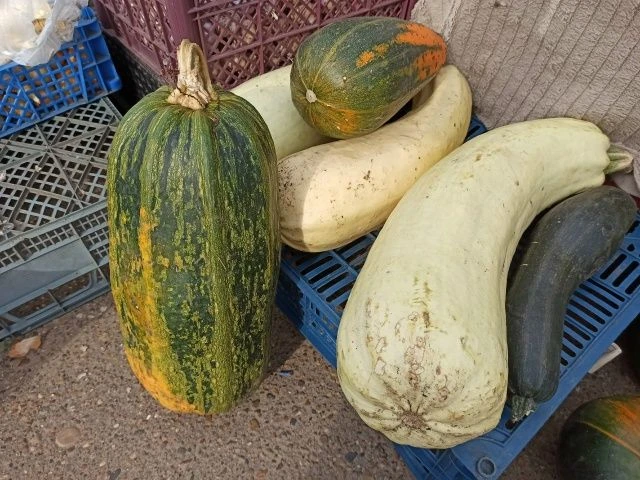 🥒 СЕЗОН КАБАЧКОВ: КАК СОХРАНИТЬ И ПРИГОТОВИТЬ
Урожай радует, но есть нюансы. Эксперты филиала ФГБУ 
