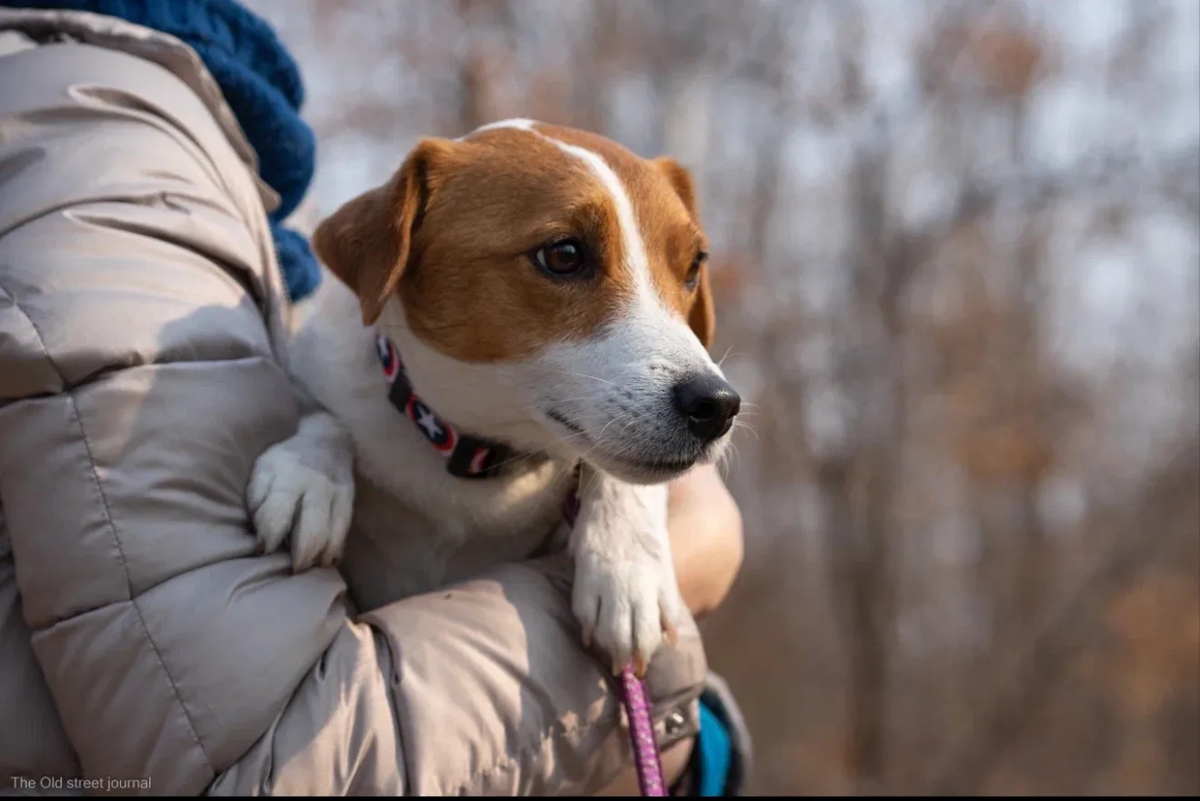 🐾 От улицы до дивана: 7 шагов грамотного спасения