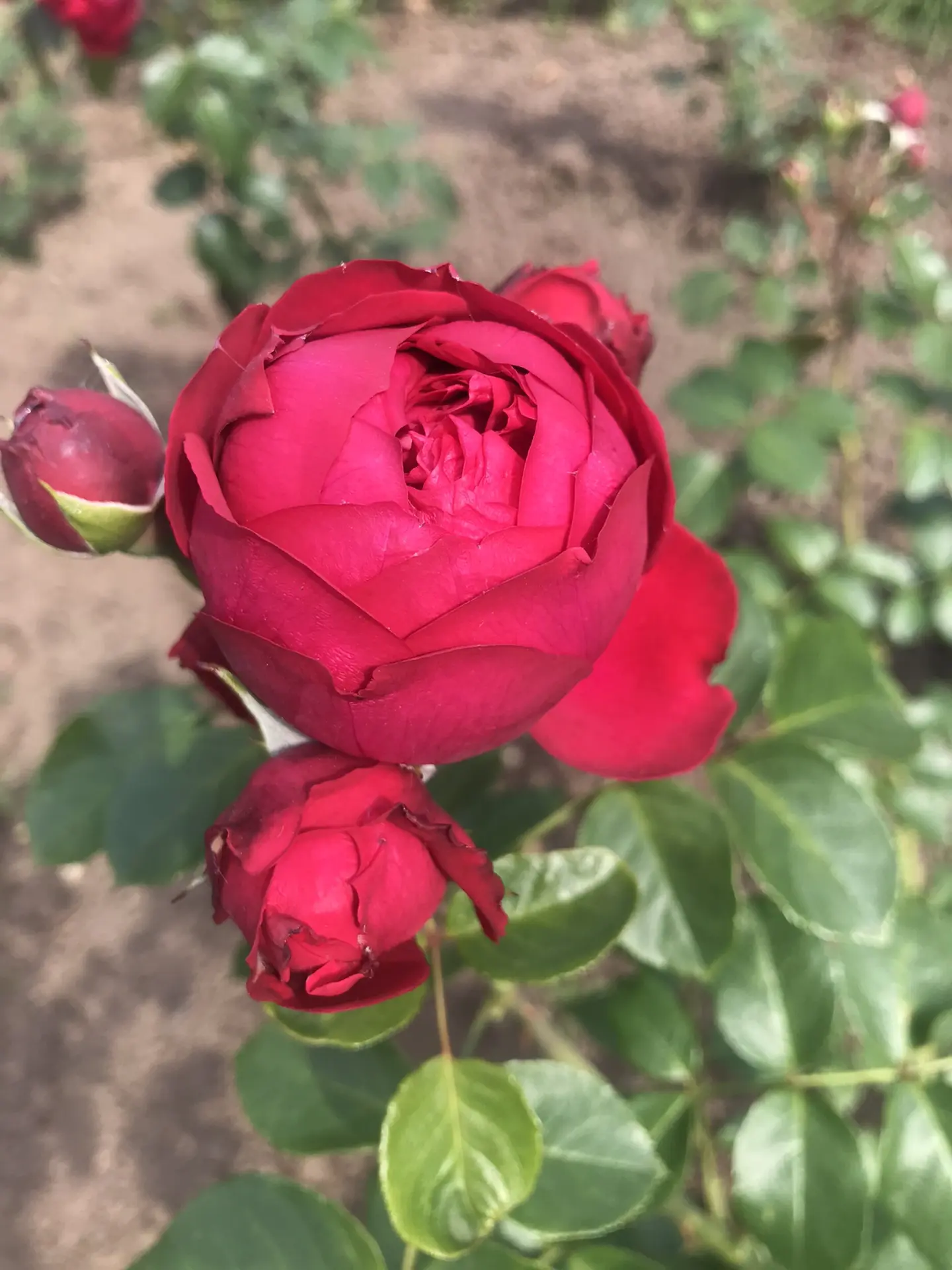 Розы нашего сада 😍🌿