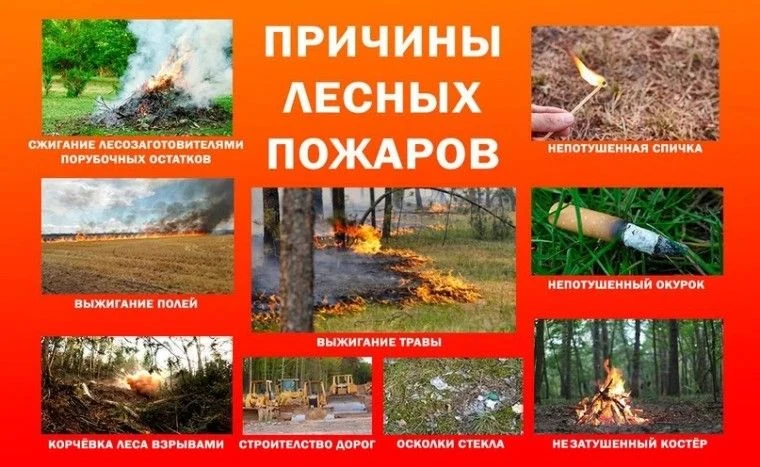 Каждое лето из-за огня страдают гектары леса, животные и люди. В 90% случаев виноват че...