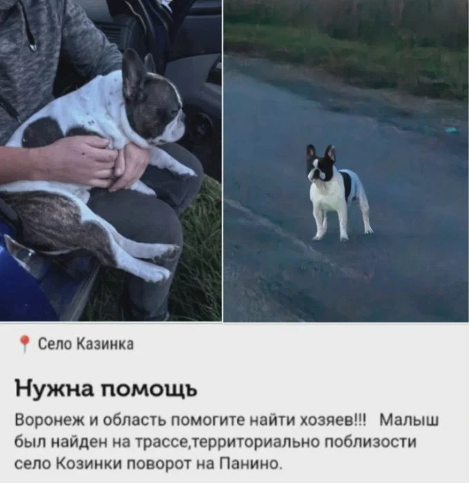 🐾 Найденному малышу ищут хозяев