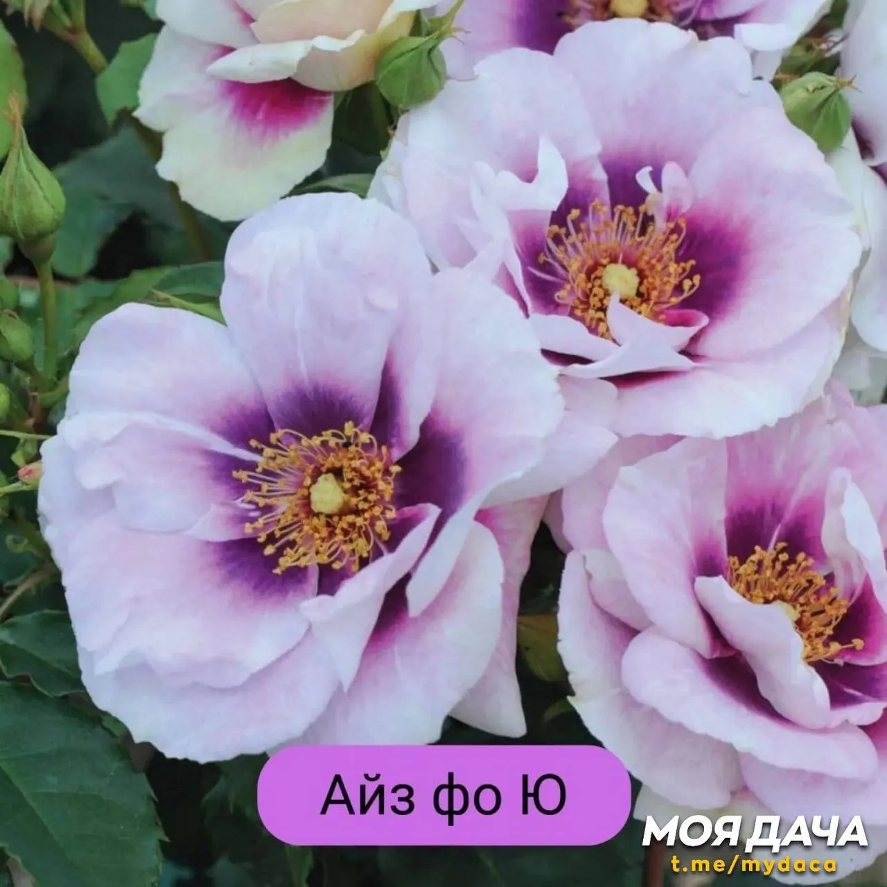 Розы Барни 🌸