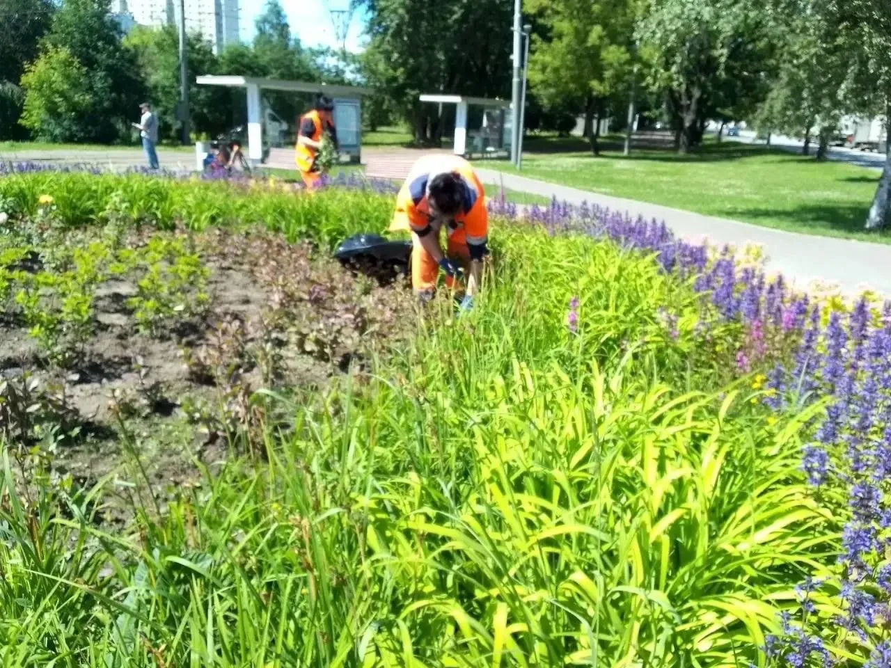 🌿 У цветов в Южном Тушине началась настоящая борьба за место под солнцем — сотрудники ...