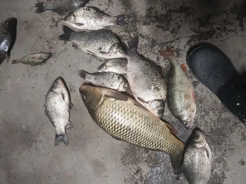 Первый пруд кукуруза и червяк Спасибо Руслану за отчет.🎣🔥  НАШ ЧАТ 💬  Прислать фотоотчет 📩