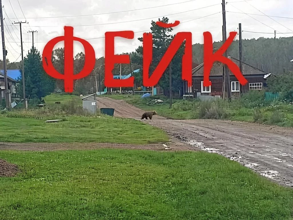 Информация о медведе в Каратузском округе не подтвердилась!