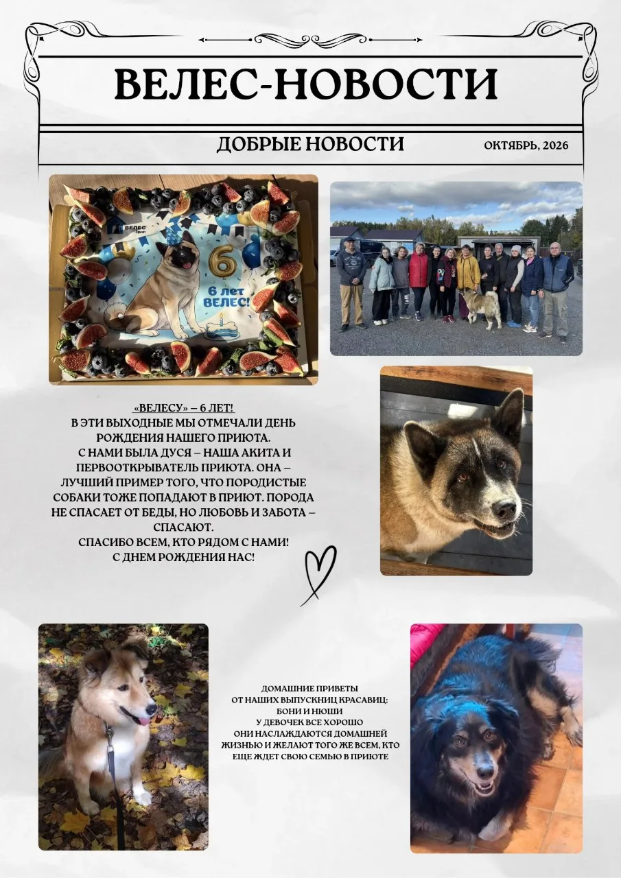 В эфире еженедельная рубрика — новости «Велеса» ♥️🐶