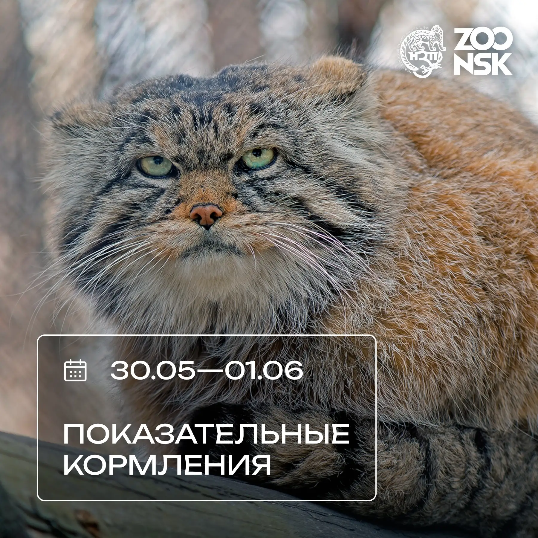 Криводановка | Марусино | Дивногорский | Новосибирск🏡