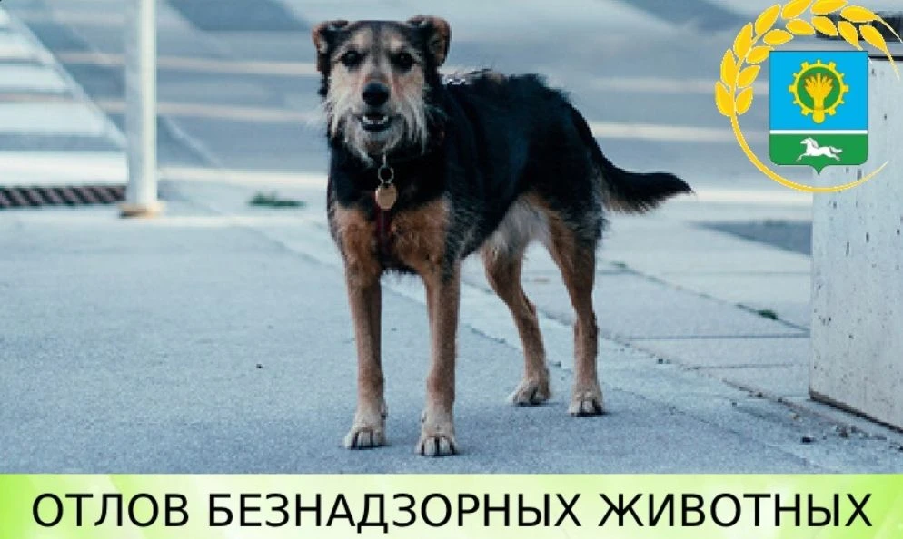 04 февраля 2026 года на территориях Карповского и Ленинского поселения будет проводится отлов безнад