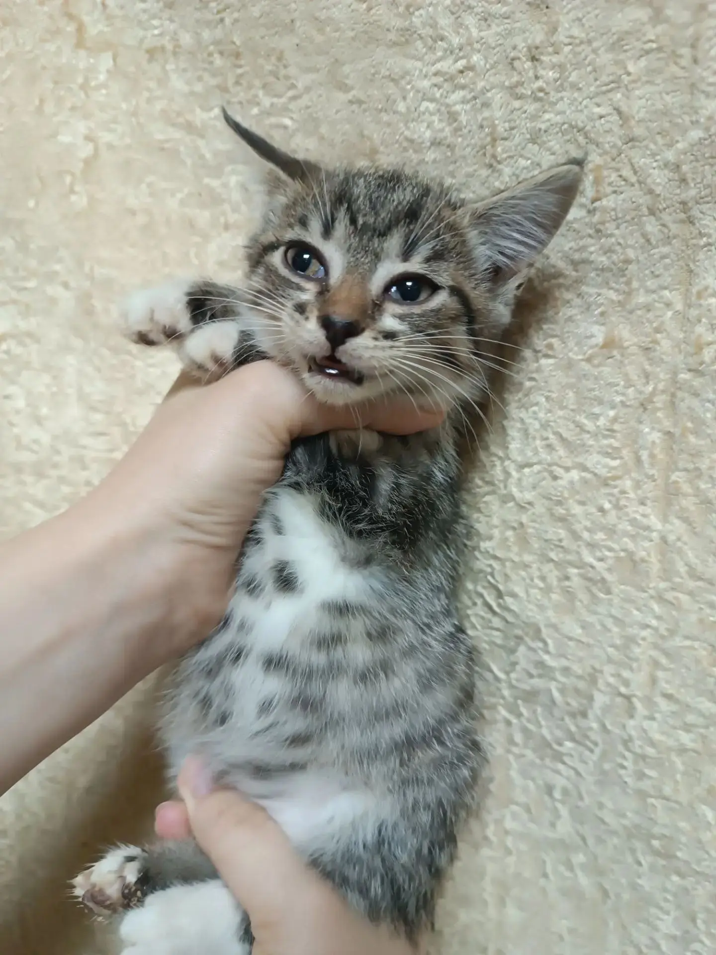 Вчера во второй половине дня одна мадам забрала этого котенка. Ночью начала истерить, ч...