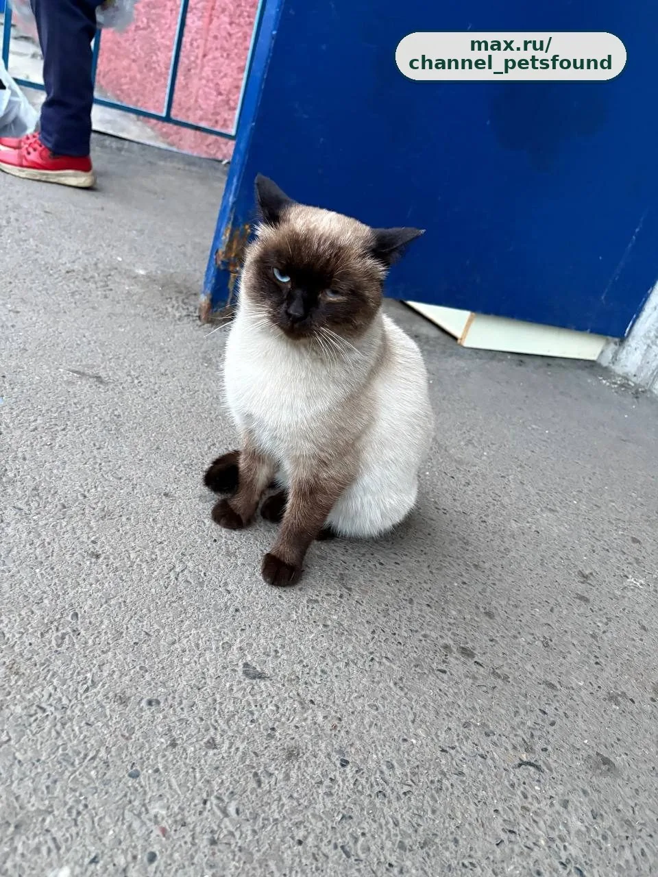 🐾 Найден питомец — Новокузнецк