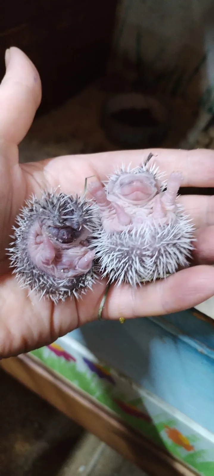 🦔 В нашей дружной семье появились крошечные ежата. 🦔Они растут под заботливым присмот...