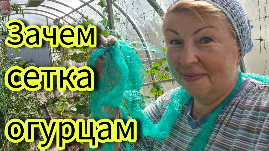 Огурчики растут не по дням, а по часам. 

Поесть они очень любят.
 Им надо и лиану нарастить и однов