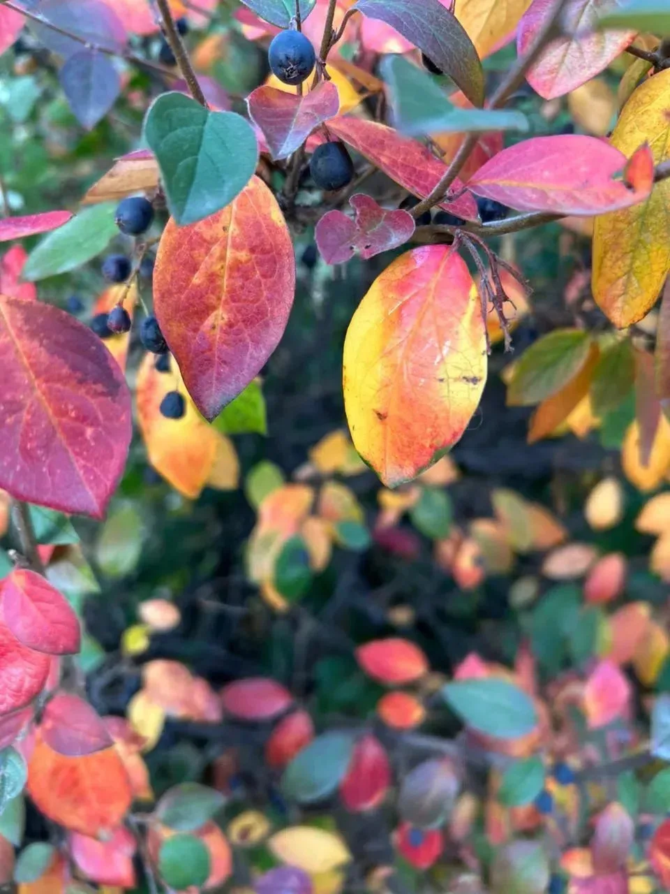 **🍂 Вторник, 6 октября: температура днём поднимется до +15**