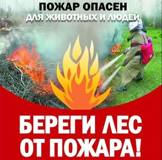 Лето – сезон высоких температур и малого количества осадков. Известно, что природные условия существ