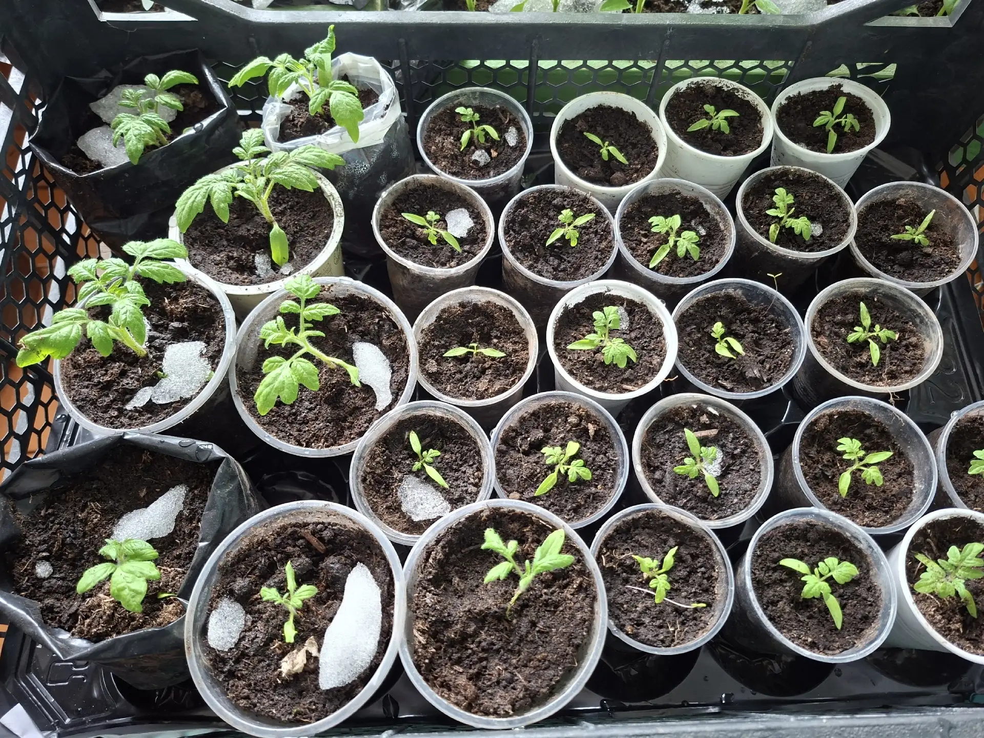 🌱 Маленькие семена — большие дела!