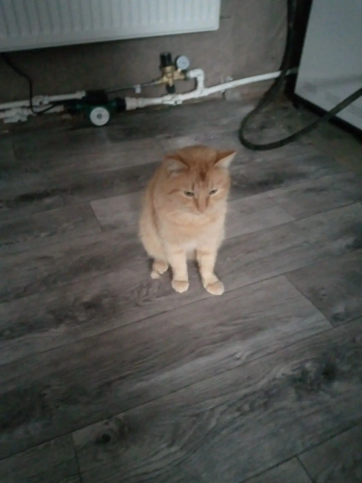 💮котик нашёл семью 💮