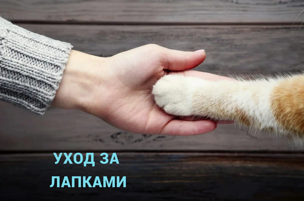 Уход за лапками важен для поддержания здоровья и комфорта домашних животных (кошек, соб...
