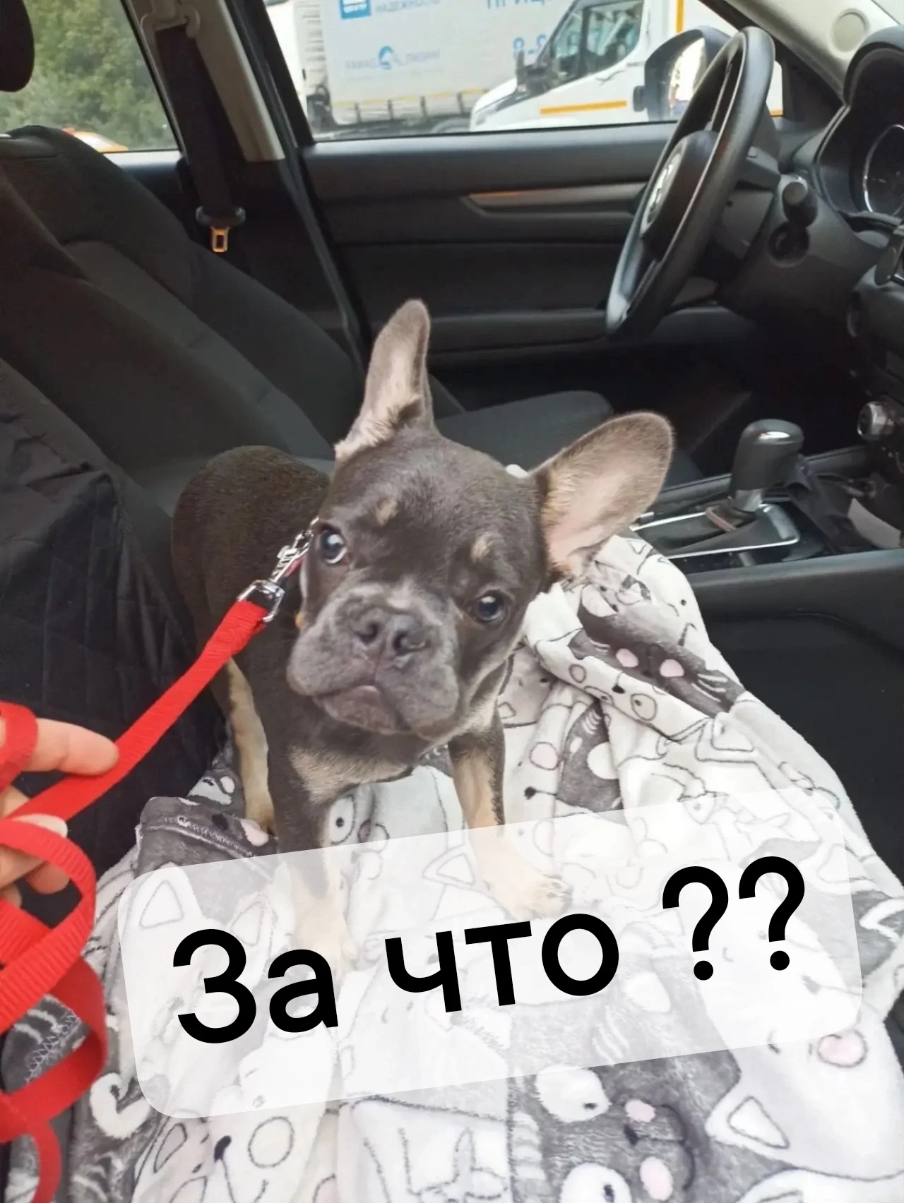 #Клевер@sosbulldog