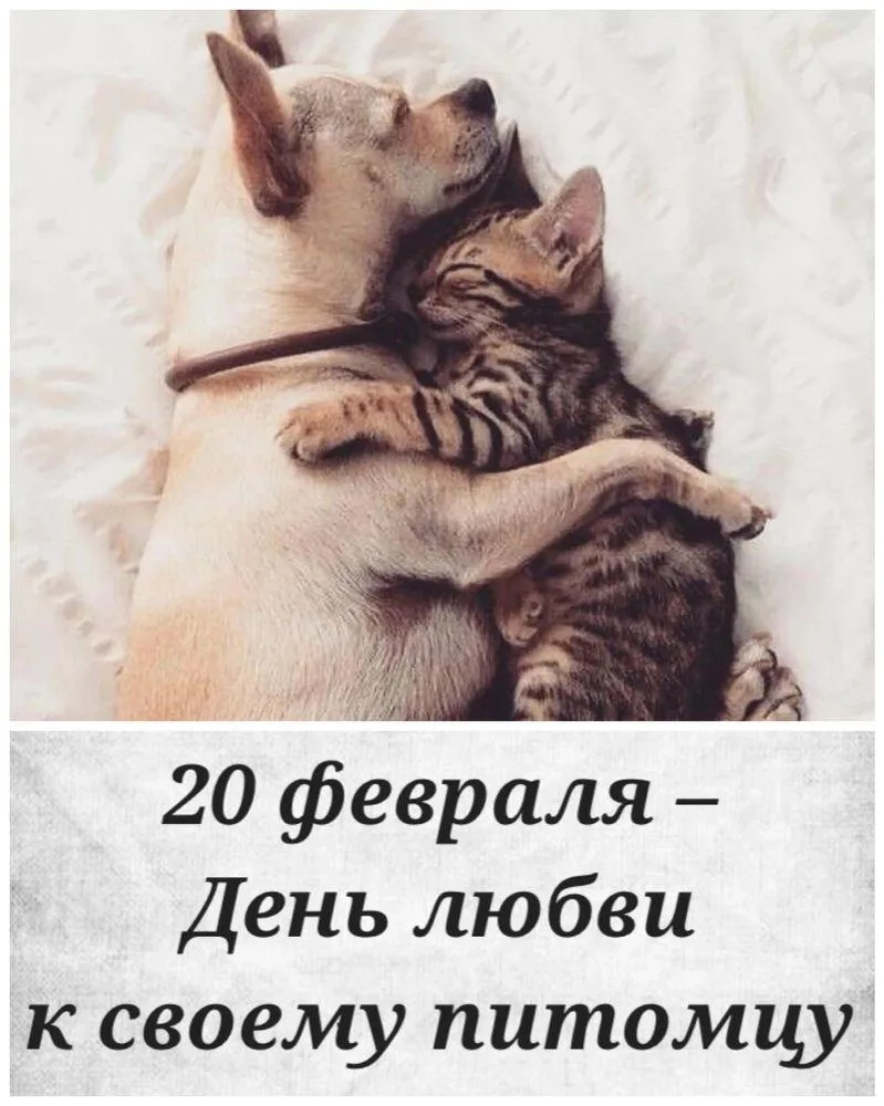 20 февраля — День любви к своему питомцу.