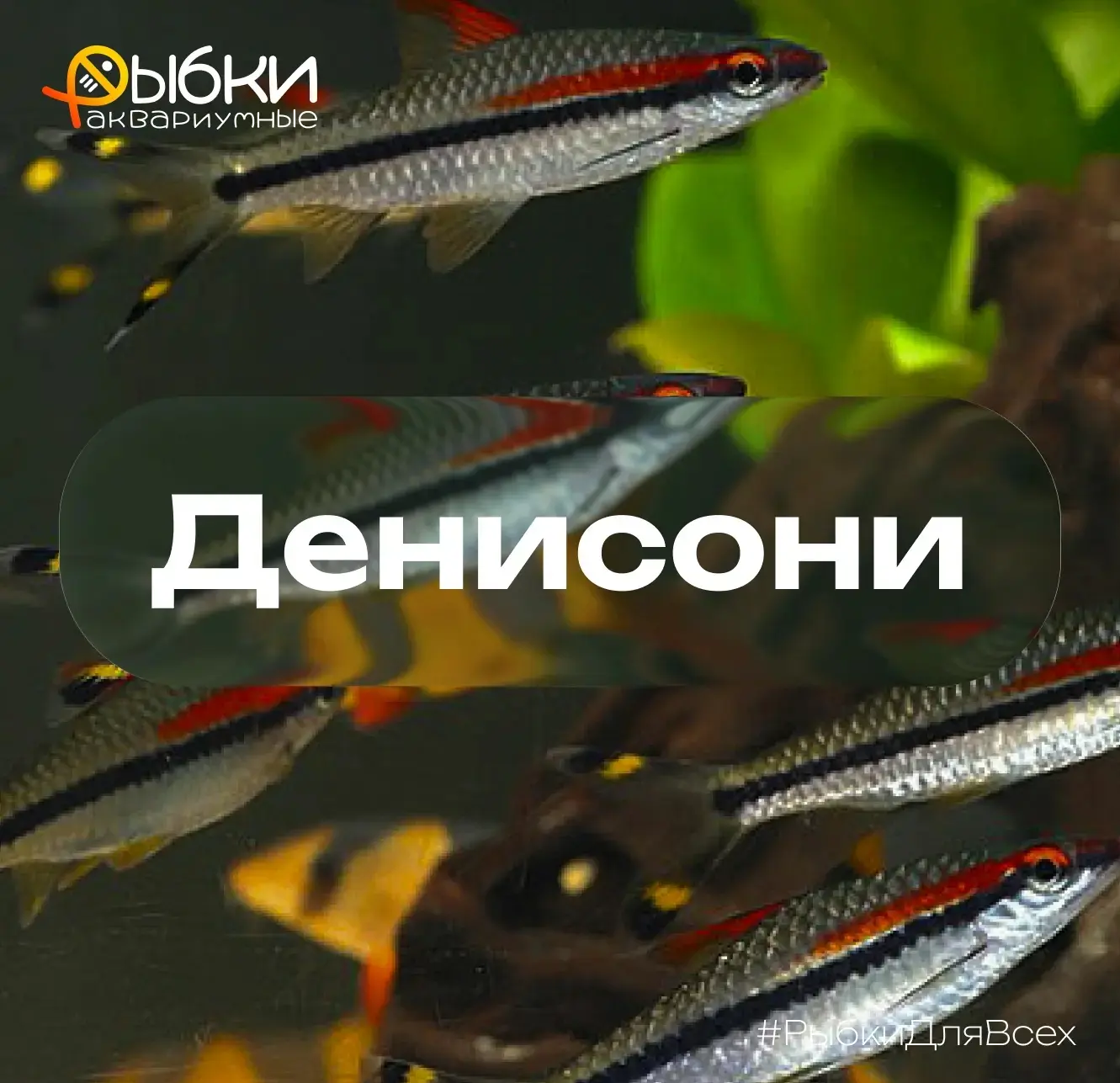 👀 Кто такой Барбус денисони? 

Родом барбус из чистых, быстрых рек Южной Индии. В природе ему важно
