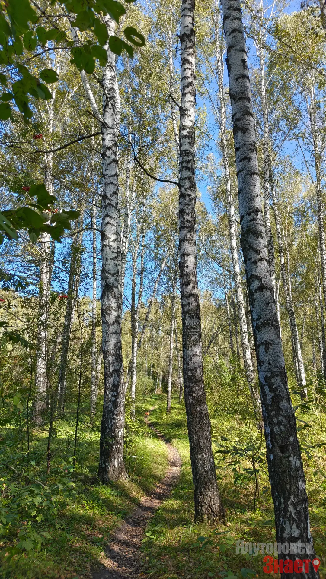 Тихо листьями шурша гулять в роще не спеша 🍁🍁🍁