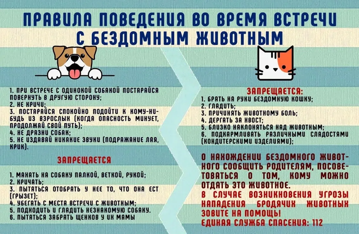 Уважаемые родители и ребята, давайте сегодня поговорим о правилах безопасности при общении с животны