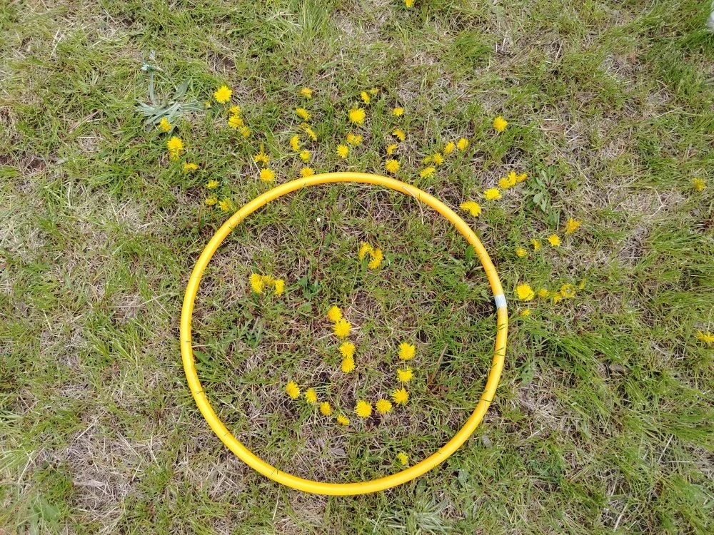 🌼 День Одуванчика: Уроки Маленького Солнца☀️