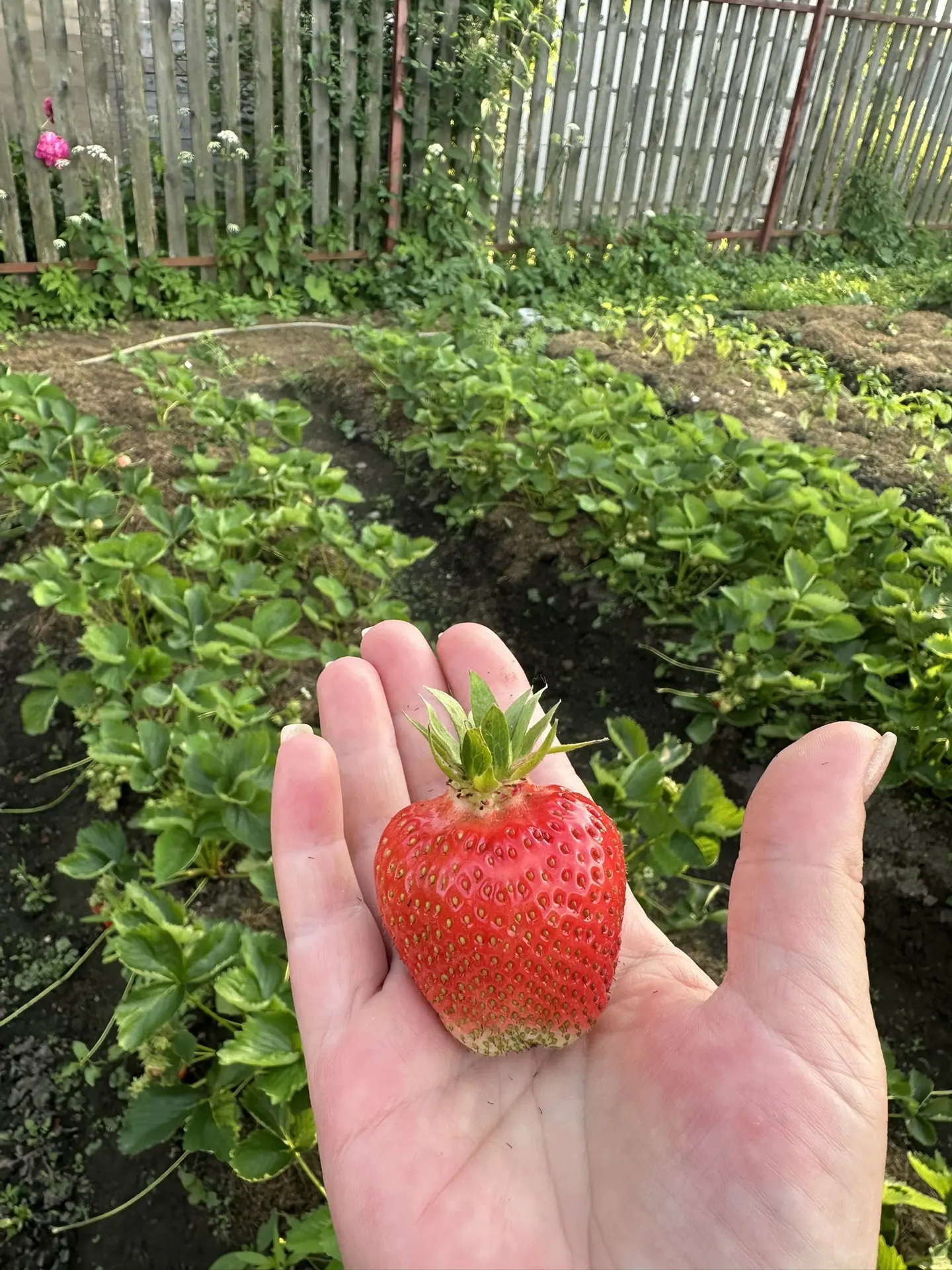 Просто прогуливалась 🍓😋.Начинаем пополнять запасы варенья на продажу .