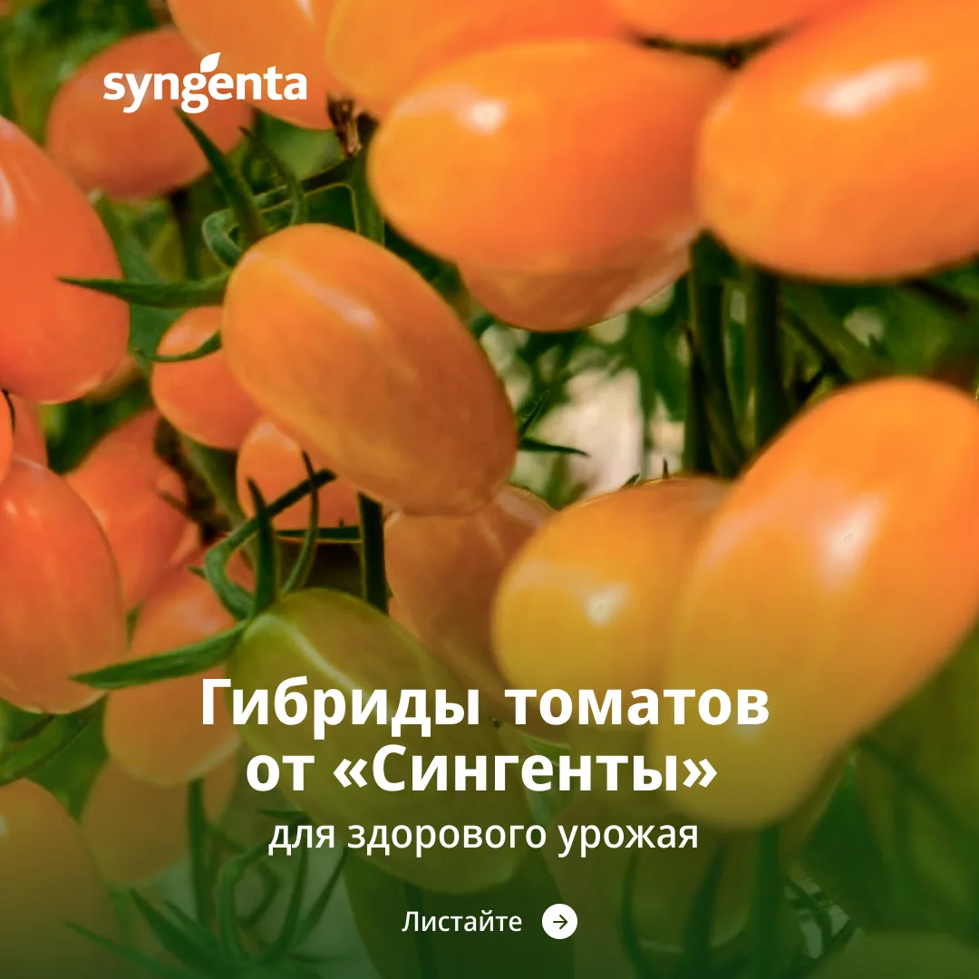 #Syngenta_гибриды