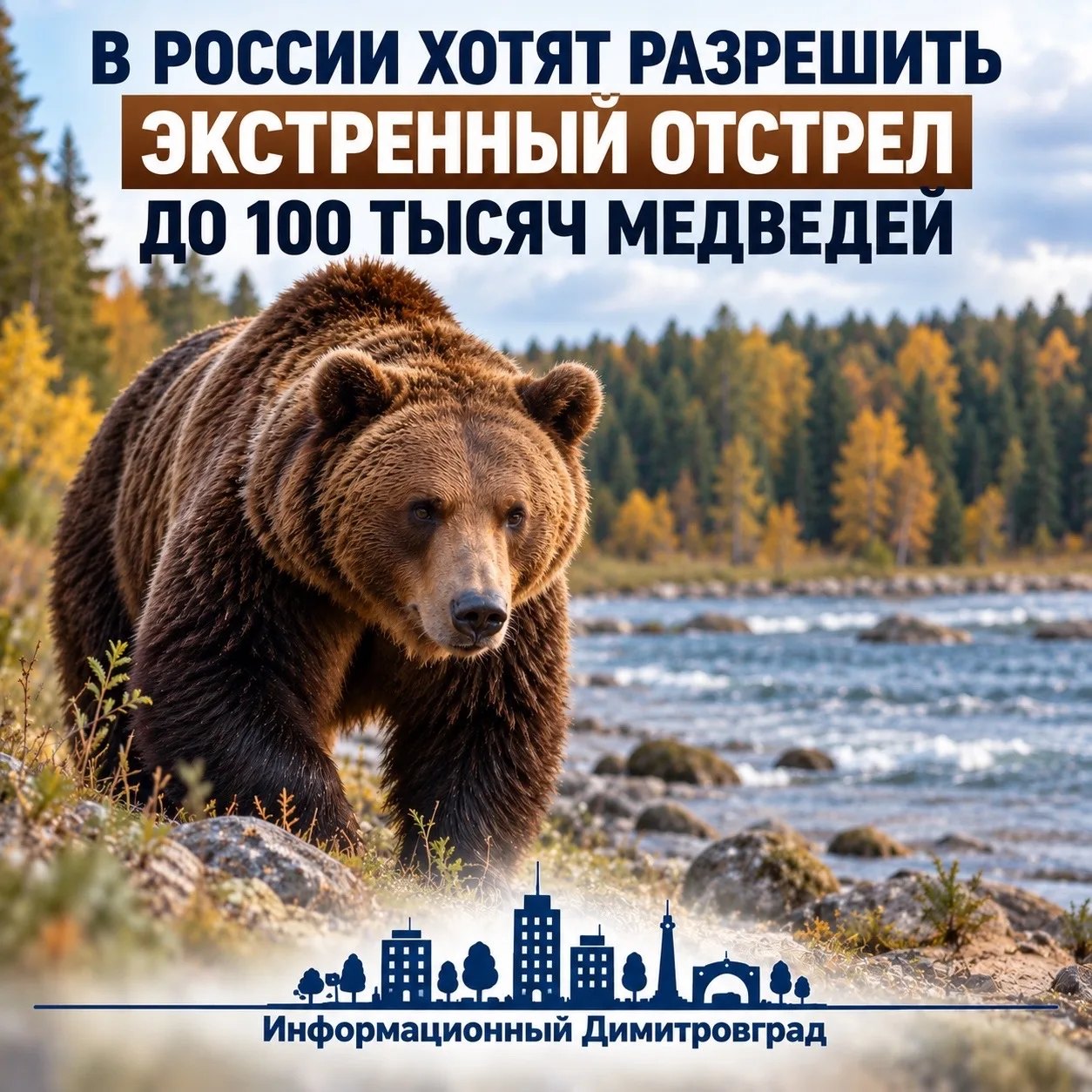 🐻 В России хотят разрешить экстренный отстрел медведей: охотникам заплатят до 35 тысяч...