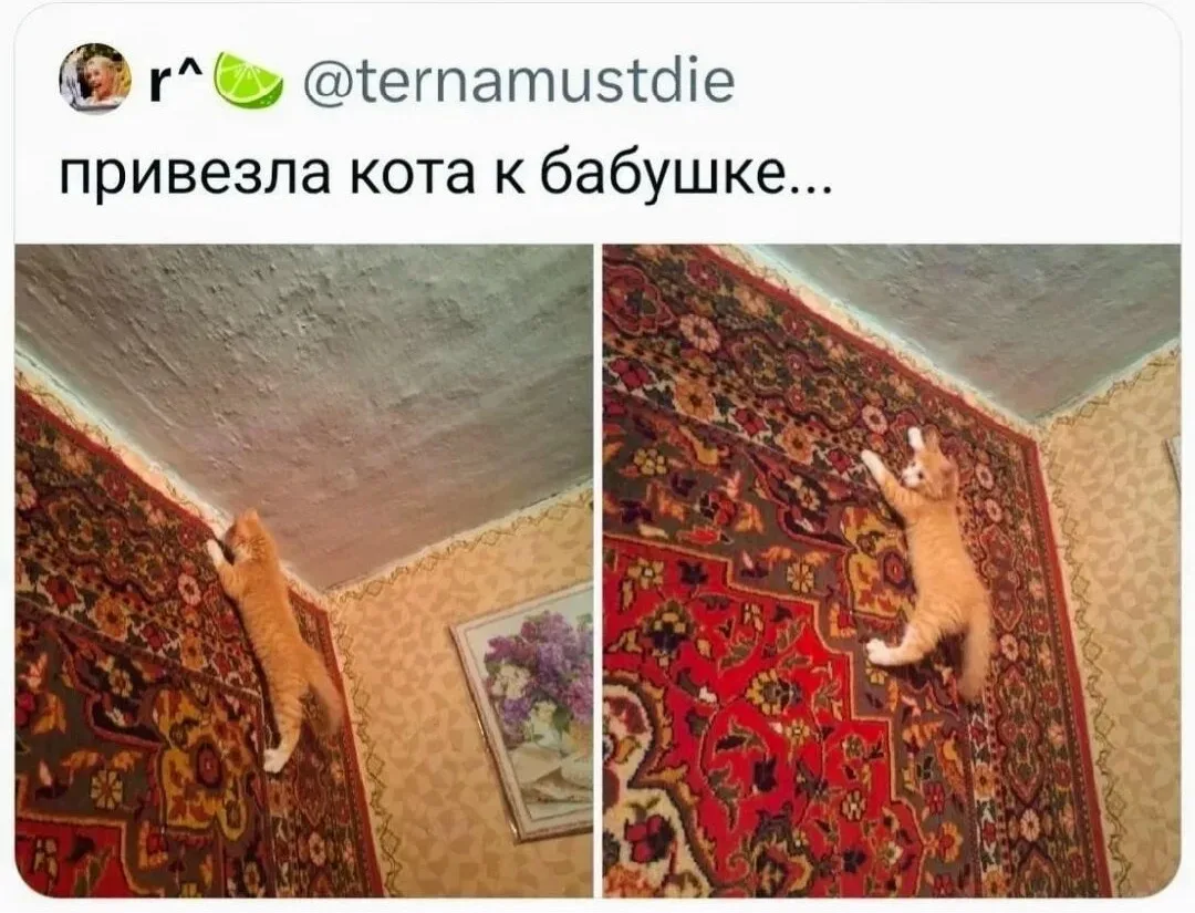 Мы стали забывать, зачем нужны ковры на стенах 🙀