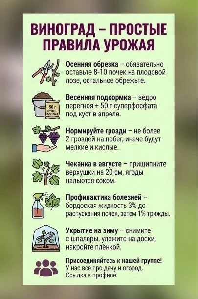 Виноград — простые правила урожая🍇

Рекомендации по сезонному уходу за виноградом для обильного пло
