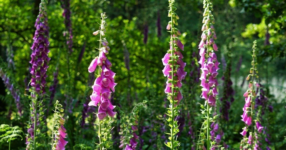 Редкие растения парка: что нельзя срывать и почему 🌿