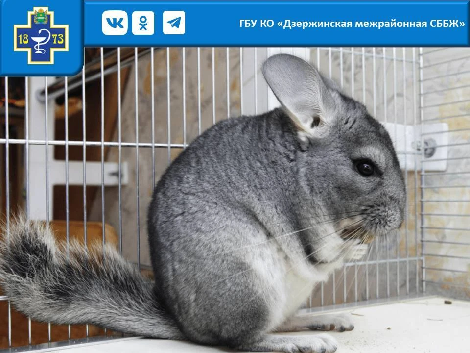😄Все владельцы шиншилл делятся на два типа: те, кто уже смирился, и те, кто еще пытает...
