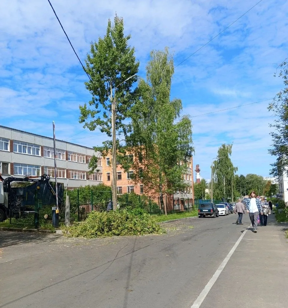 🌳 Чиновники администрации Пскова вырубили деревья в очередном месте — на этот раз была...