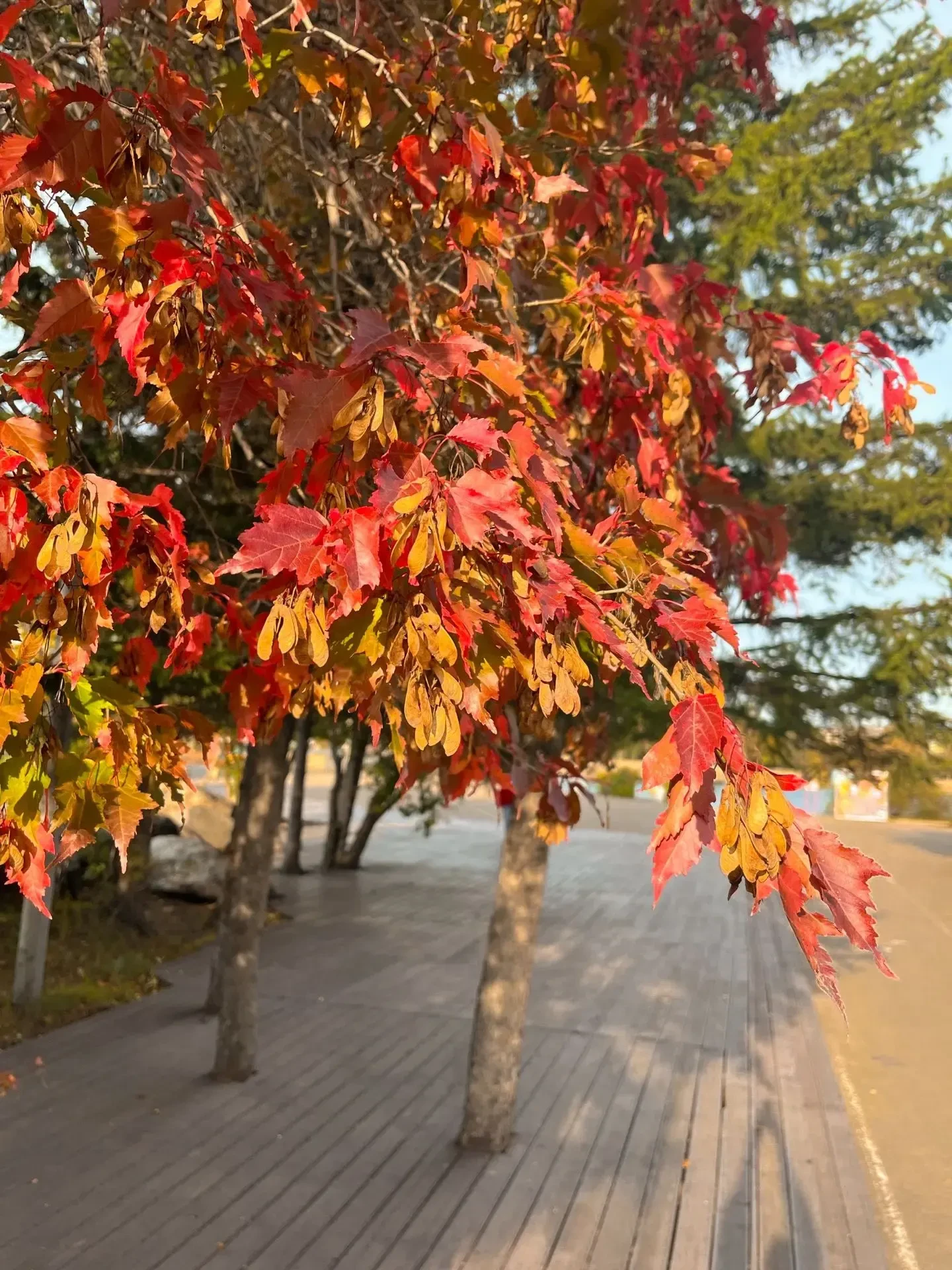 🍁 Номинация: «Краса осени»