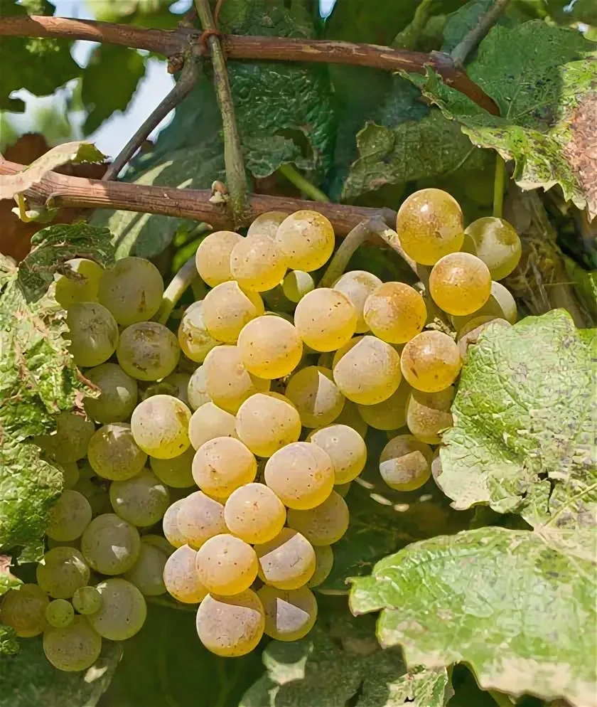 🍇 Открыт приём заказов на технический виноград урожая 2026 года!