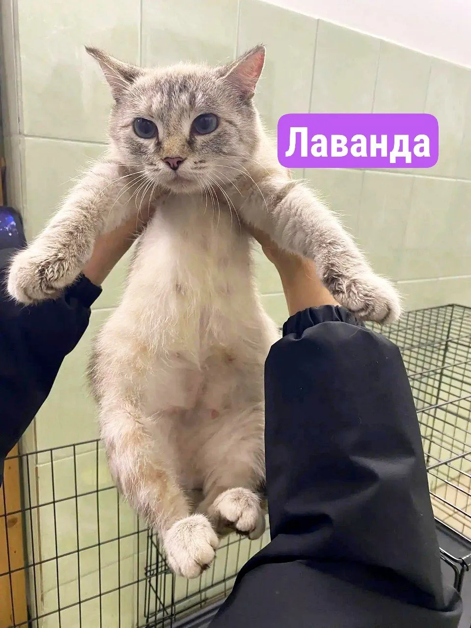 🩵Это Лаванда, кошка-мама тайченка🙏