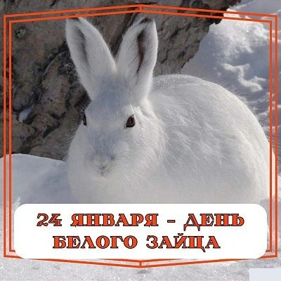 24 ЯНВАРЯ — ДЕНЬ ЗАЙЦА-БЕЛЯКА! Да-да, есть такой неофициальный, но милейший праздник — ...