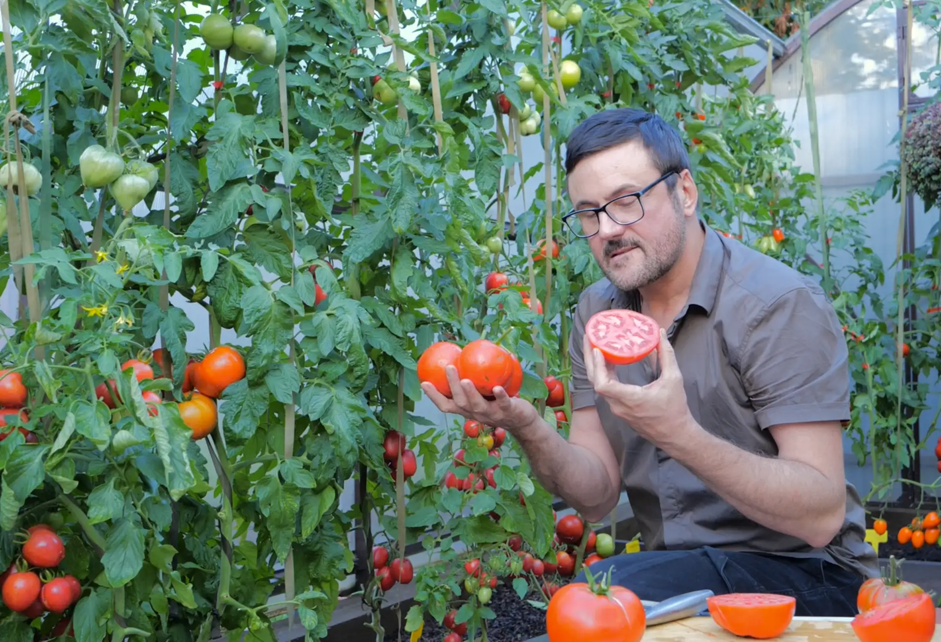 Про томаты: часто задаваемые вопросы 🍅🍅  - Почему на томатах завязалась первая кисть, а следующая по