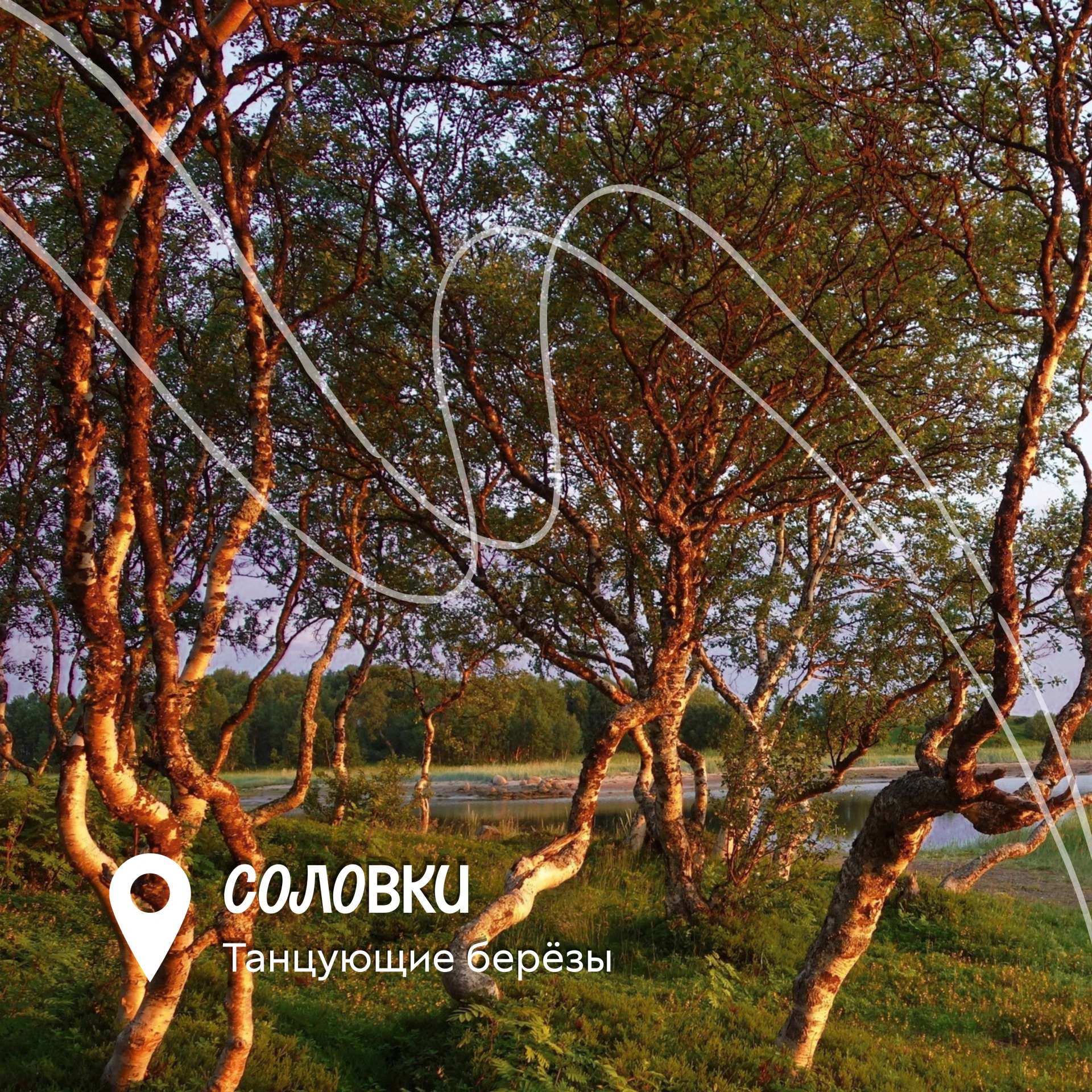 Почему соловецкие берёзы «танцуют»? 🌿